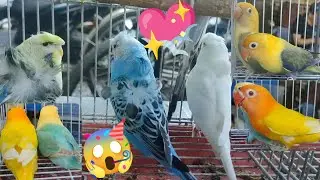Vlog495 Napaaga Si D4nuc Sa Malabon Pet Market 🦜🥰🦜😱🦜