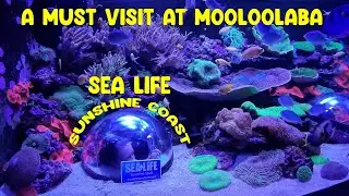 Sea Life Sunshine coast | Mooloolaba