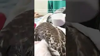 Woman helps hawk stuck in pool 🥹🥰🥰💗#animals #rescue