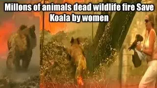 Australia bushfires koala rescue by women || Australia wildlife fire koala and kangaroo rescue