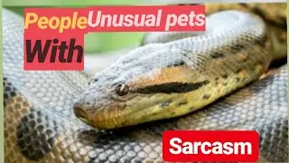 People with very #Unusualpets.Do you like these pets? #Anaconda#Crocodile#Polar Bear#SARCASM