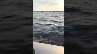Sea Pro 6 сил 4 такта , моторчик просто песня 🔥 рекомендую