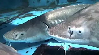 シロチョウザメ　White sturgeon　　Acipenser transmontanus
