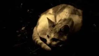 Warrior Cats Wald der Finsternis