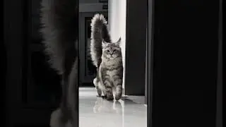 Cat with sens of camera  #cat  #funny #catmodel #FelineStar