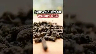 Episode-104 of Vedic Recipes (पिप्पली / Long Pepper)💥Ayurvedic Weight-loss  Remedy #shorts
