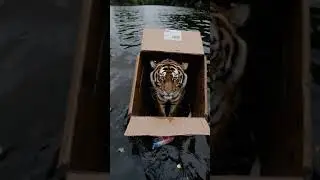 Abandoned Tiger in a Box: A Haunting Glimpse into Urban Neglect | AI Generated #AI