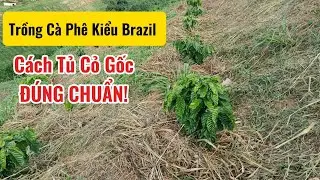 Chăm Sóc Cà Phê Mùa Nắng Mới Trồng - Cách tủ gốc cho cây #giacaphehomnay #xanhlun #caphethangon 