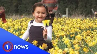 Canterbury business finds way to spread the joy with unsold daffodils