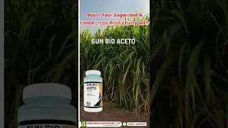 Boost Your Sugarcane & cereal crop -Productivity with SUN BIO ACETO! #SunBioAceto #sugarcanefarming