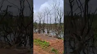 Why are these mangroves in Goa dying? #nature #mangroves #goa #dyingmangroves