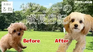 【チワプー】約3年間の体重や毛色／毛質の変化がわかる！ チワプーるねの成長日記