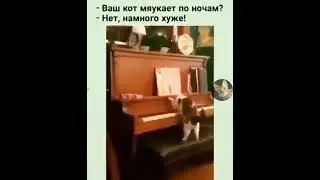 кот пианист - горе семье 😂 