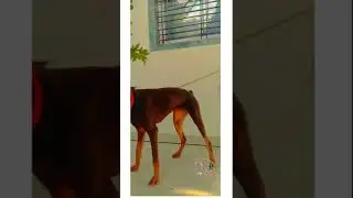 Doberman dog very active dog facts dog lover#trend#YouTube#shorts#YouTube shots#trending video#facts