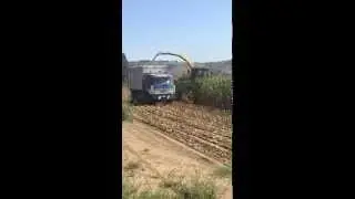 Raccolta Mais Ceroso x BioGas