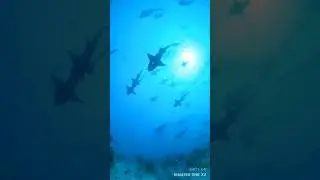 Shark Migration 😱🤯 Why are they doing this? #shorts #wildlife #outdoors #underwater #ocean #shark
