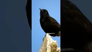 Collalba negra (Oenanthe leucura) Black Wheatear #birds #nature #birdwatching