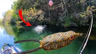 Hunting For MONSTER Frog Bites on Lady Bird Lake