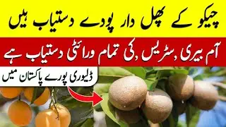 Fruit plants wholesale nurseries 2025 | Mango plants wholesale market #garden