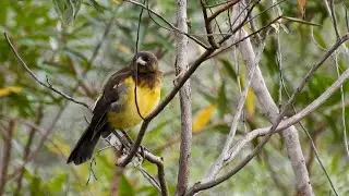Chupim-do-brejo: Canto! Livre na natureza (Pseudoleistes guirahuro), Yellow-rumped Marshbird.