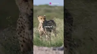 The Cheetah and the Porcupine: A Tale of Respect and Teamwork #story #facts #animals #teamwork