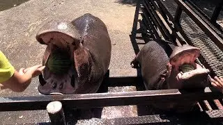 親子でガブリ！　「カバのスイカまるごとタイム」　長崎バイオパーク