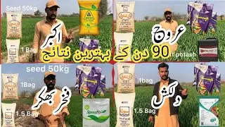 90 days wheat crop with different fertilizer plans | Different wheat varieties results