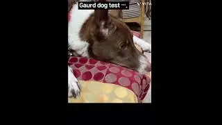 Guard dog test ??