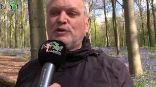 Boshyacinten maken sprookjesparadijs van Neigembos.