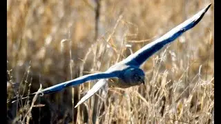 Barkhausen Nature Bites - Raptor Migration