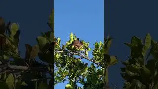 Myna morning call 5/11/2024 🐦🌺💯🤙🏾 #asmr #birdwatching #myna