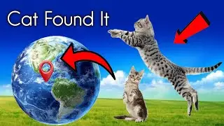 Biggest Cat 🐈 Real Life Faund On Google Earth & Maps