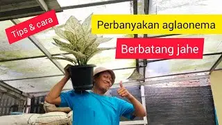 Perbanyakan aglaonema berbatang jahe ( menjalar ) #semiaglao #tanamahias