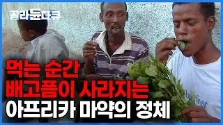햄버거 15개 돈으로 배고픔을 잊는다. 온국민이 중독된 충격적인 마약성 식물｜까트｜세계테마기행｜#골라듄다큐