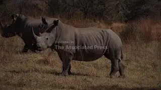 'We're the last thin green line between the extinction of rhinos,' says ranger ahead of World Rhino