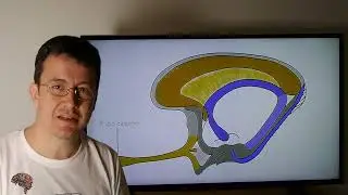 SISTEMA LÍMBICO