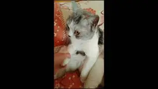 The Cat insists on having my hand