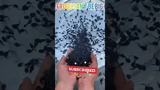 Frogs Baby Can't Big | #usashorts #usa #shortvideo #shorts