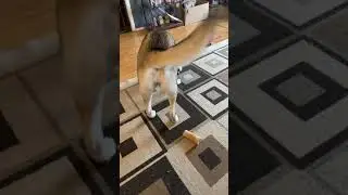 My husky and her squeaky cow