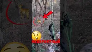 🦌 Зачем охотники стучат рогами?  #шортс #олень