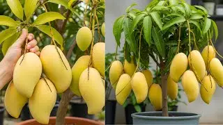 Amazing Mango Tree Growing from Air Layering | Fast & Easy Method