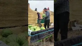 Loading Watermelons onto Trucks | Farm Harvest in Action 🍉🚛