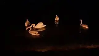 💕Это невероятно! Розовые лебеди в Чёрном море! #animals #wild #крым #весна2023