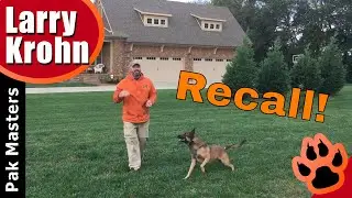 Improve any dog&rsquo;s recall with this great exercise