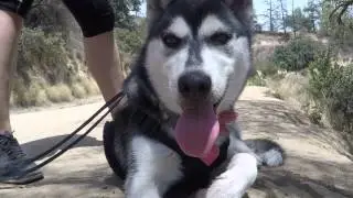 Griffith Park Hike