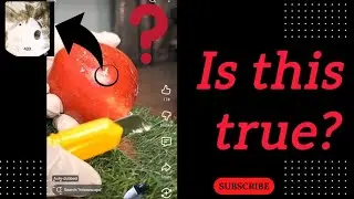 Apple wax under Microscope: Myth vs Reality 