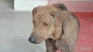 The poor old dog who was also extremely skinny & malnourished
