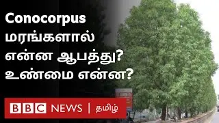 Conocarpus: இந்தியா, பாகிஸ்தானை அச்சுறுத்தும் மரங்கள் - தீர்வு என்ன?