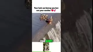 shocking moment of baby duck #motherslove #sacrifice #love