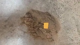 Oriental Area Rug Dusting Process